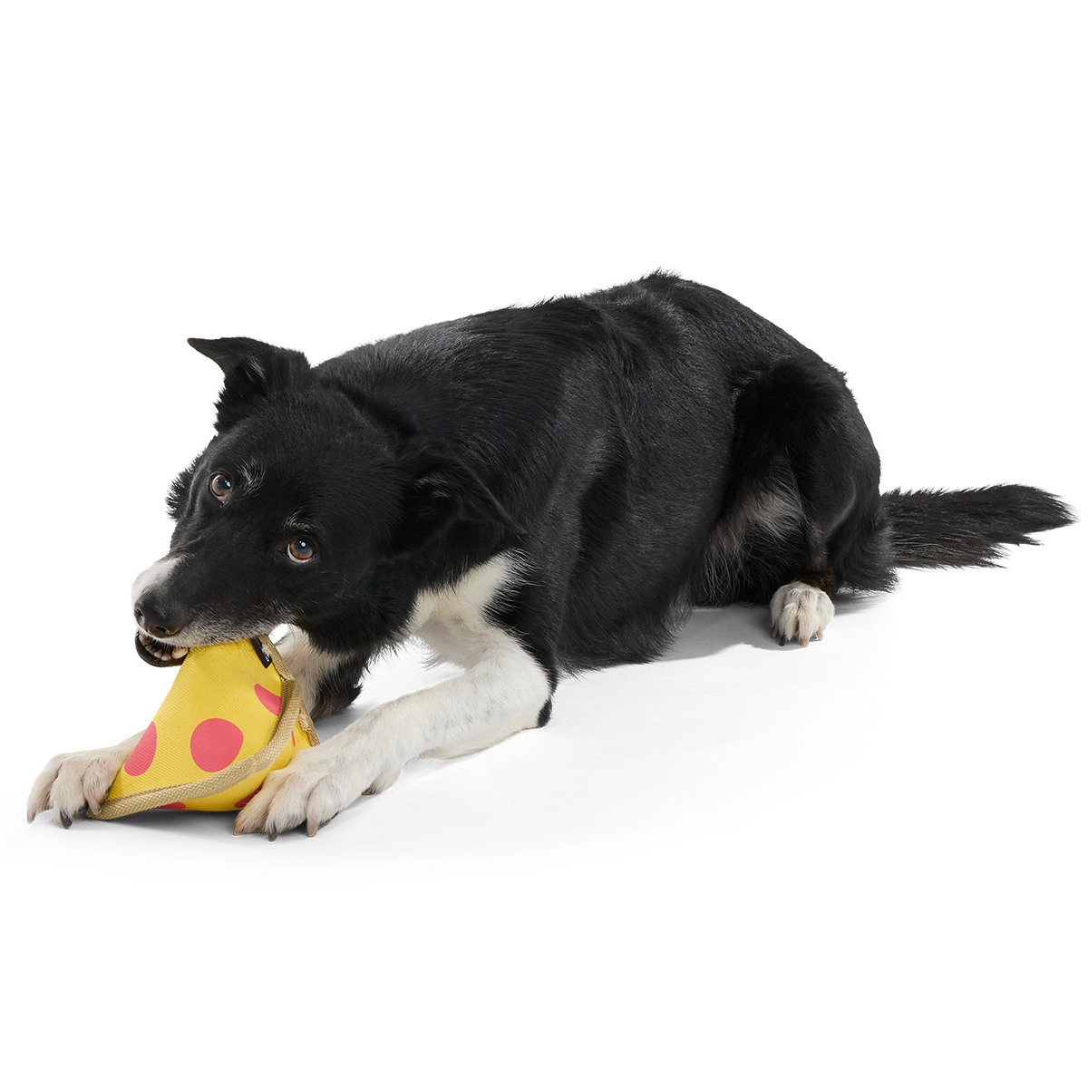 Lil Squeaker's Pizza Super Chewer Durable 2-in-1 Fetch Dog Toy
