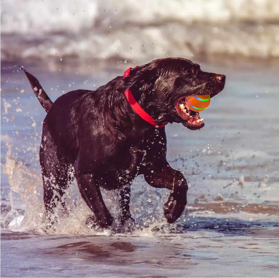 Self-rolling Dog Ball