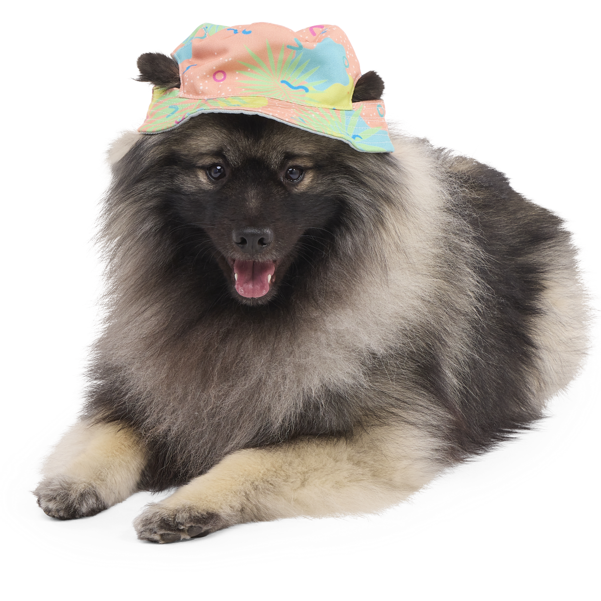 Summertime Reversible Bucket Dog Hat