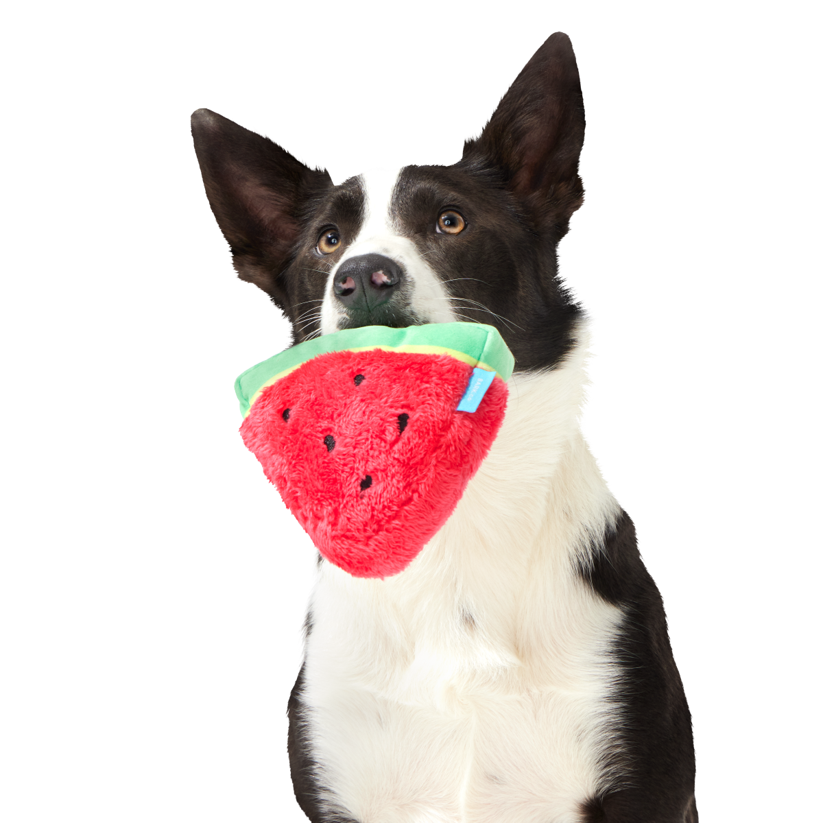 Slobbermelon Pop Plush Tug Dog Toy